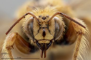 Media type: image;   Entomology 810858 Aspect: head frontal view
